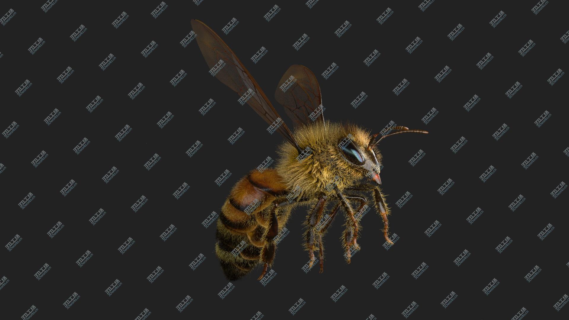 images/goods_img/20210113/Bee(Rigged)(Animated) model/3.jpg